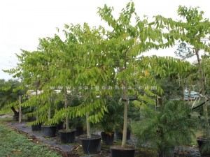 ngoc lan tay cay giong