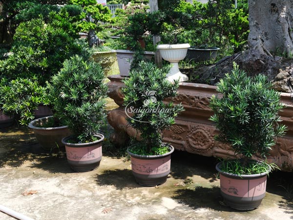 noi-cung-cap-cay-bonsai-2