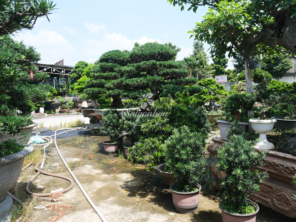 noi-cung-cap-cay-bonsai-3