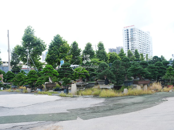 noi-cung-cap-cay-bonsai-4