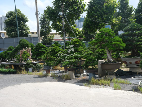 noi-cung-cap-cay-bonsai-5