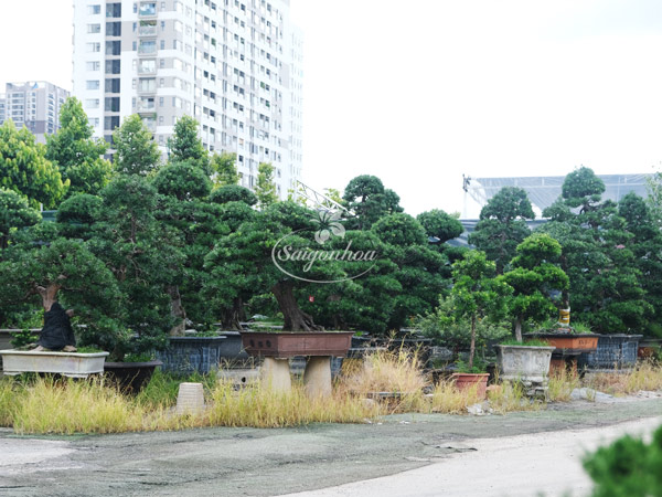 noi-cung-cap-cay-bonsai-6