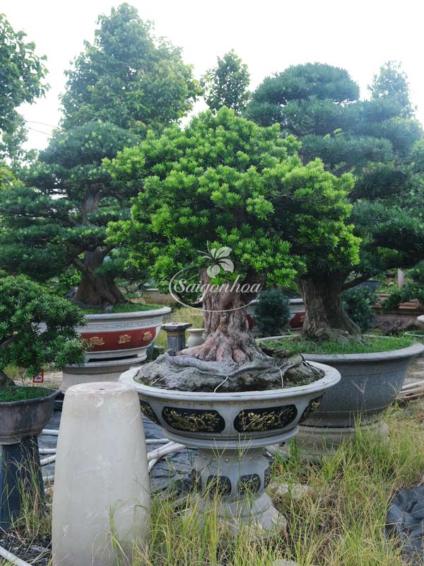 noi-cung-cap-cay-bonsai