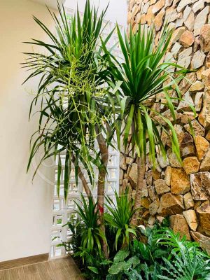 Các loại cây phát tài mang may mắn cho gia chủ