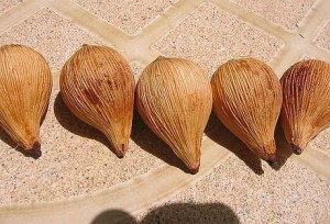 qua cau duoi chon kho