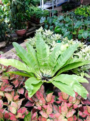 Cây Ráng Ổ Phụng