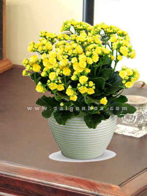 Hoa Sống Đời Kép Để Bàn