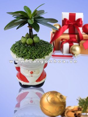 Chậu May Mắn Ông Già Noel