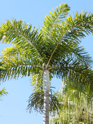 tan cay cau duoi chon