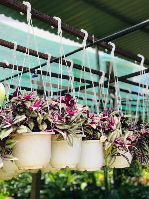 Cây Thài Lài Sọc Treo