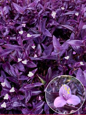 Cây Thài Lài Tía