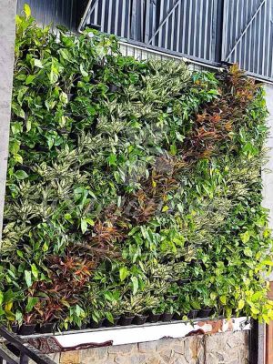 Tường Cây Ngoại Thất Trước Nhà