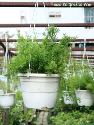 Cây Thiên Môn Đông Chậu Treo