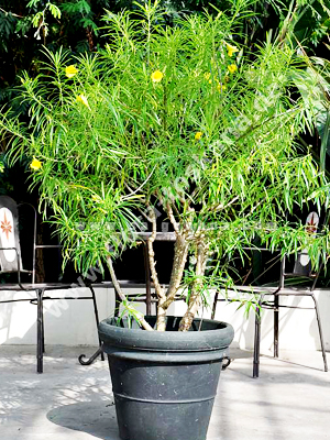 thong thien trong chau