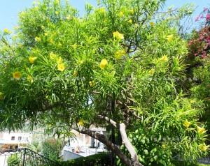 thong thien trong vuon