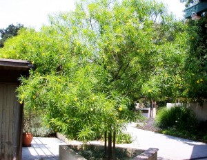 thong thien trong vuon nha