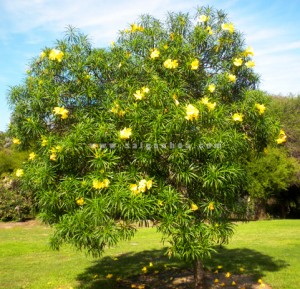 thong trong cong vien