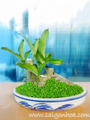 Tiểu Cảnh May Mắn Phát Tài
