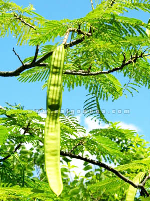 Kỹ thuật trồng và chăm sóc cây phượng vĩ - Sài Gòn Hoa