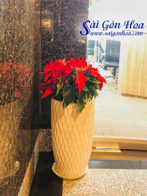 Chậu Hoa Trạng Nguyên