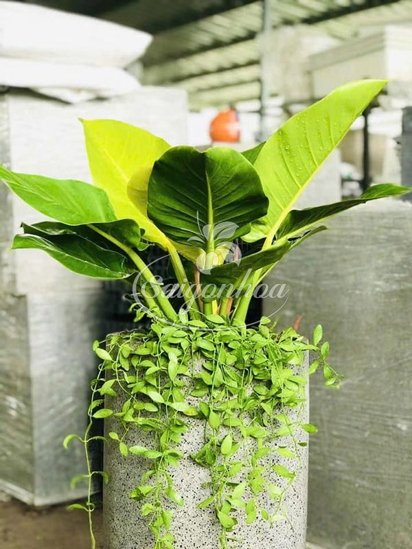 trầu bà đế vương vàng