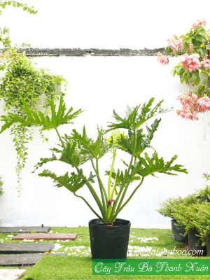 Cây Trầu Bà Thanh Xuân