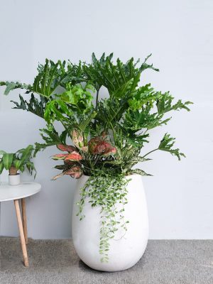 Chậu Cây Trầu Bà Thanh Xuân