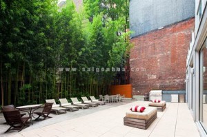 tre xanh trong vuon nha