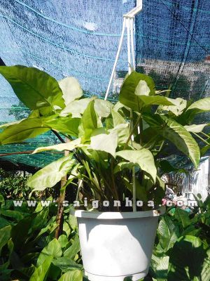 Cây Tróc Bạc Chậu Treo