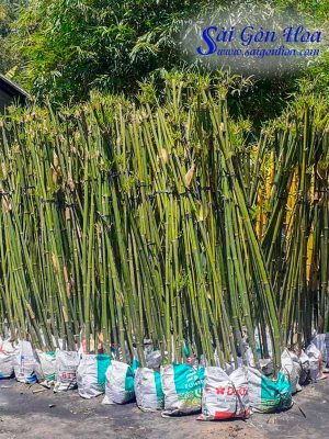 Cây Trúc Cần Câu