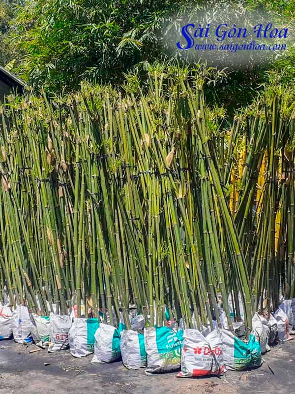 Cây Trúc Cần Câu