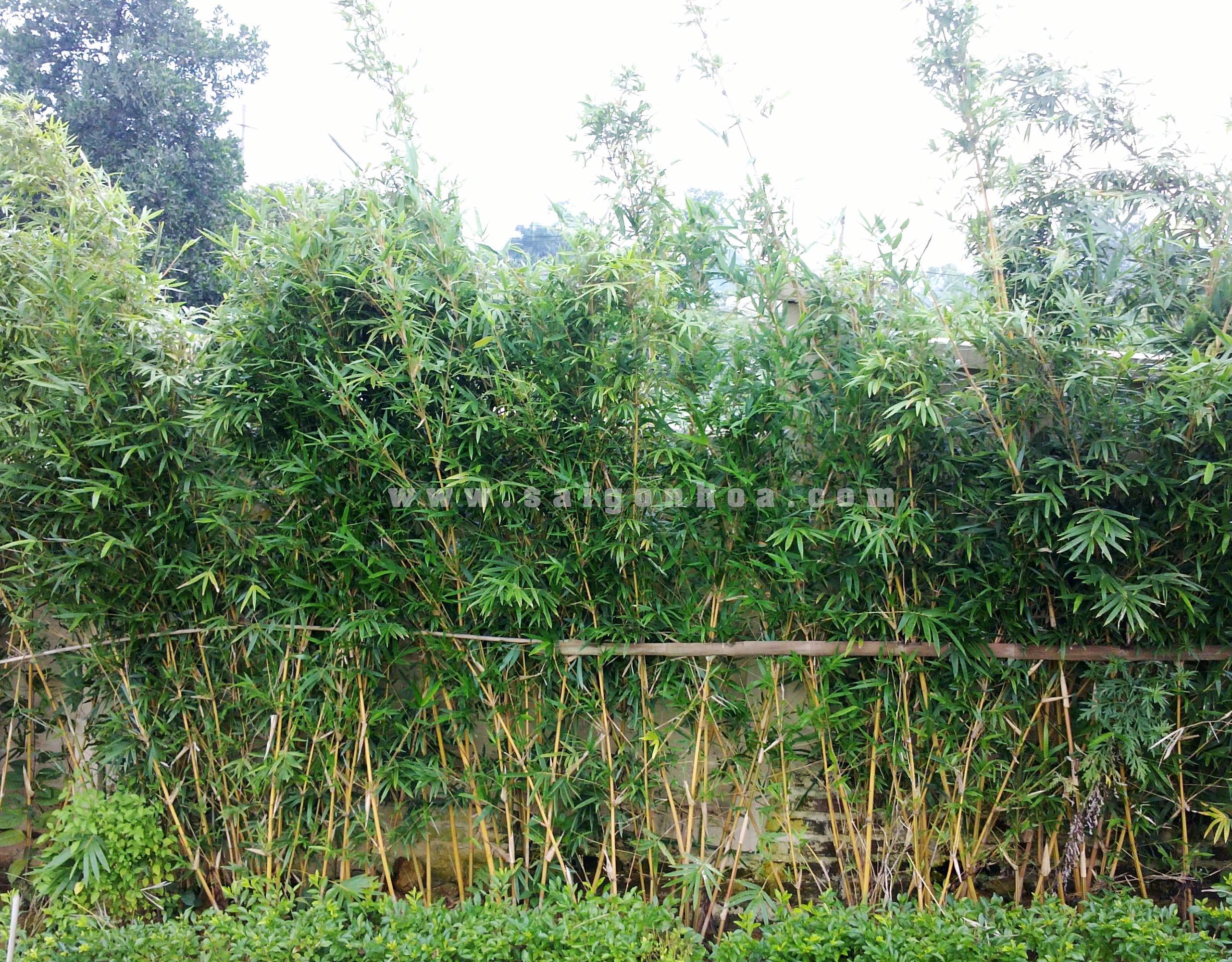 Hướng dẫn cách trồng hàng rào tre trúc • Sài Gòn Hoa 2024