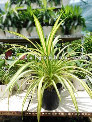 Cây Dứa Vạn Phát