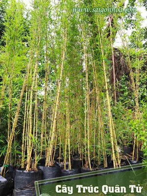 Cây Trúc Quân Tử