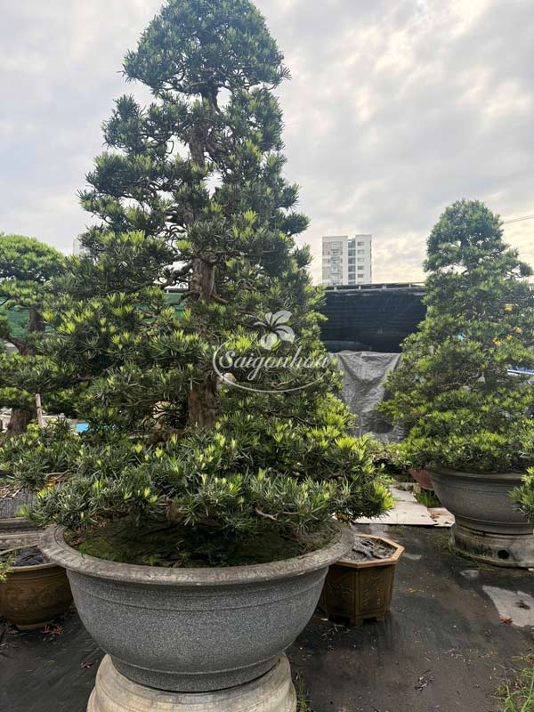 tung-van-nien-bonsai-1