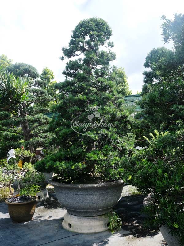 tung-van-nien-bonsai