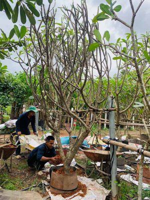 BIG SALE CÂY CÔNG TRÌNH BÙNG NỔ TẠI SÀI GÒN HOA
