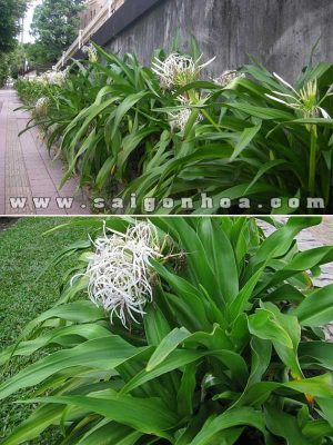 Cây Đại Tướng Quân Hoa Trắng