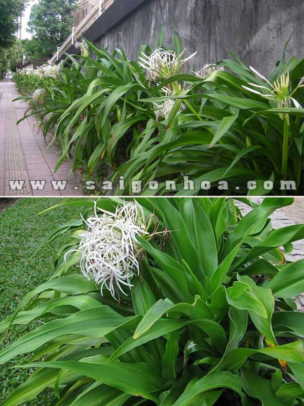 Cây Đại Tướng Quân Hoa Trắng