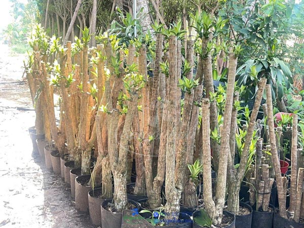 Gốc Thiết Mộc Lan