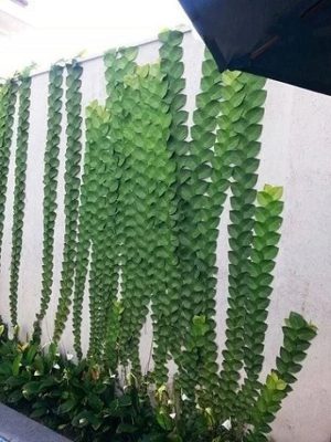 Tường Cây Với Thằn Lằn Bám Tường