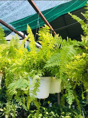 Cây Dương Xỉ Chậu Treo