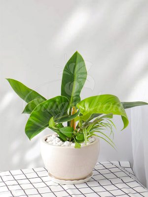 Trầu Bà Đế Vương Xanh