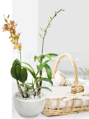 Hoa Lan Dendro Màu Cam Vàng