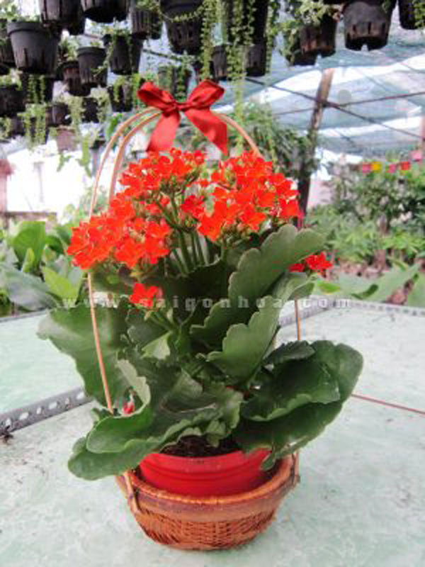 Gánh hoa sống đời