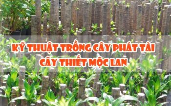 Ky Thuat Trong Phat Tai