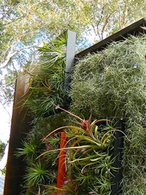 Tường Cây Không Khí