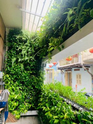 Tường cây Trang trí Nhà Ở