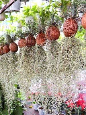 Cây Không Khí Treo