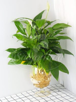 Cây Lan Ý Trong Nước